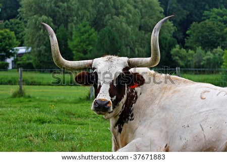 bull with large horns on green field in Canada