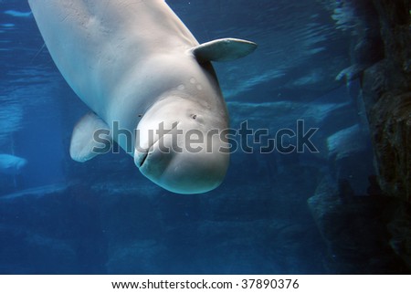 beluga whale playing in clear blue water