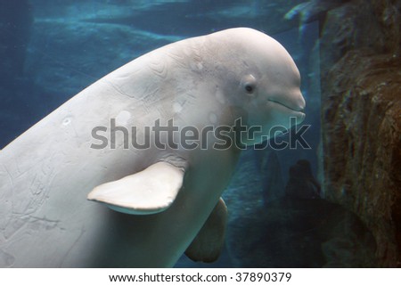 beluga whale playing in clear blue water