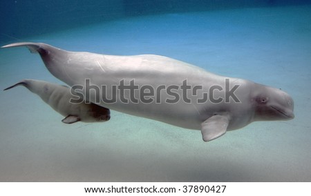cute beluga whale pictures. eluga whale clipart. stock