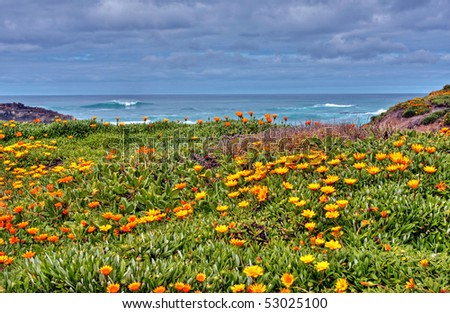orange flowers along an ocean drive