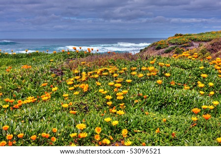 orange flowers along an ocean drive