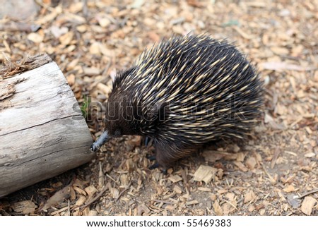 echidna food