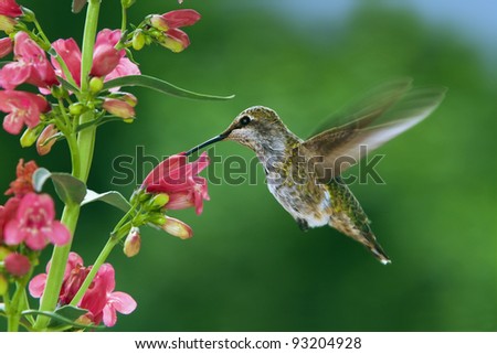 My Favorite flowers - hummingbird visits flowers