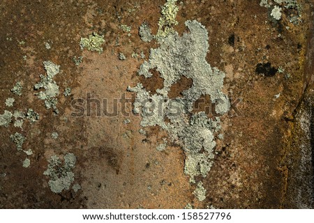 Fungus on the cognate wall. Can be used for antique background, advertisement board and digital artwork.