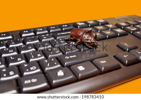 Live rhinoceros beetle red-brown color is on the end of line button gray computer keyboard on yellow-orange background