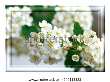 Photo pictures in a rectangular frame with a picture of spring flowers isolated on white background