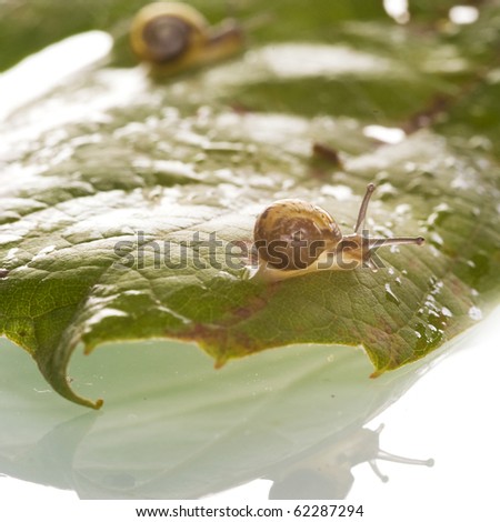 two little snails on a leave, one sharp and one unscharp