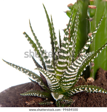 a xerophyte, called Zebra Fasciata Haworthia, a plant with stripes like a zebra