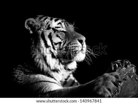 Amur Tiger Paws