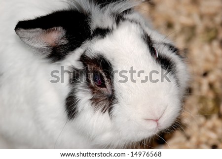 A close-up of a rabbit looking up morosely at you