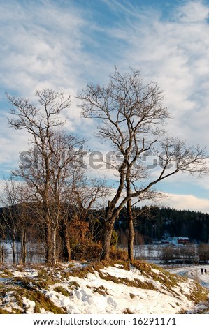 A cluster of trees on a small hillock, framed by a road, a forest and a sky with wisps of clouds. Losby, Norway.