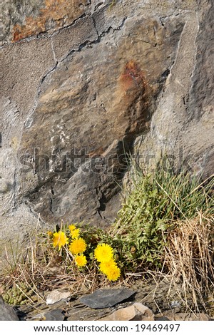 A cluster of dandelion flowers beneath a rocky surface. The focus is on the flowers.