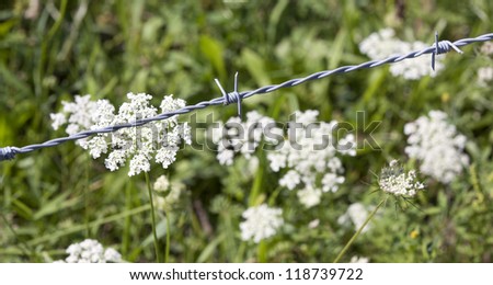Daucus carrot, also known as Queen Anne\'s lace, growing underneath a barbed wire fence.