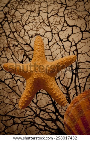 An orange starfish and sea shell with a sea fan background.