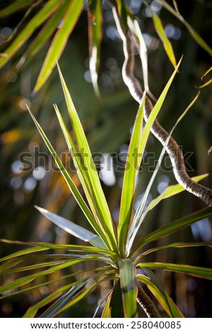 Sunlight shining on the long, thin green leaves of a Madagascar Dragon tree plant (Dracaena Marginata).