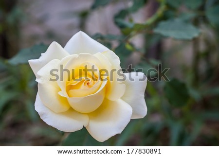 Natural tint yellow roses background, close-up