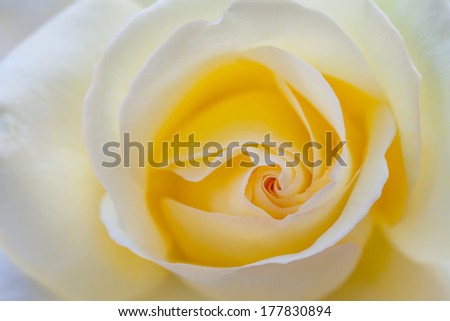Natural tint yellow roses background, close-up