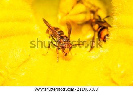 Close-up of a live Yellow Jacket Wasp