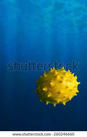 Blowfish Under The Sea: Melano, Kiwano, or Horned Melon Fruit Poses As a Fish Underwater
