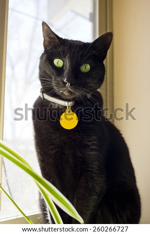 Black Cat With Blank Tag on Collar Sits Near the Window