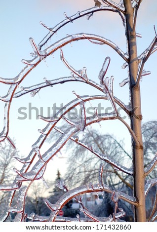 TORONTO, CANADA - DECEMBER 24, 2013: Frozen tree branches after the freezing rain storm of December 21, 2013 that damaged thousands of trees and caused power outages in the Greater Toronto Area.