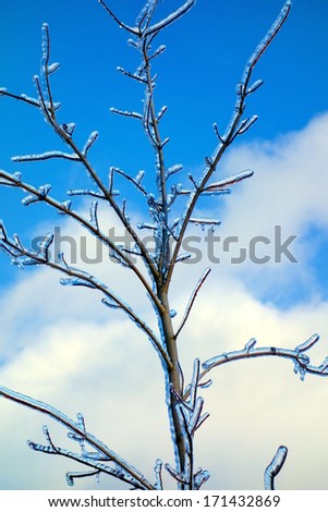 TORONTO, CANADA - DECEMBER 24, 2013: Frozen tree branches after the freezing rain storm of December 21, 2013 that damaged thousands of trees and caused power outages in the Greater Toronto Area.