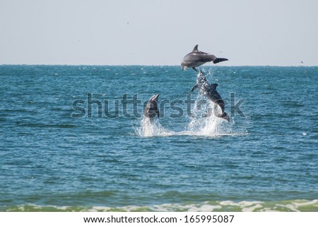 Three dolphins jumping together from the gulf of mexico