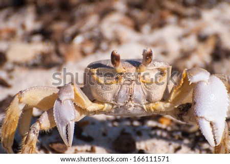 Ghost Crab against warm sand and brown seaweed background