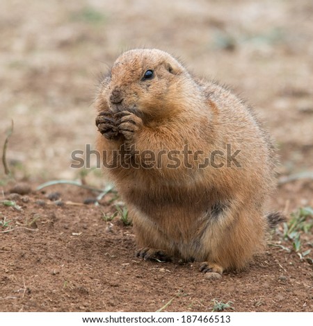 Prairie dog sitting up having a snack against dry grass background