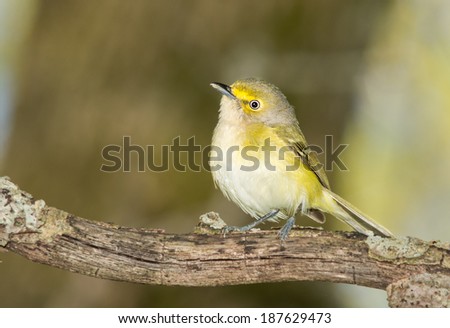 White eyed vireo perching curiously in a forest setting