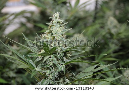 Close up of the head of a Skunk Cannabis plant