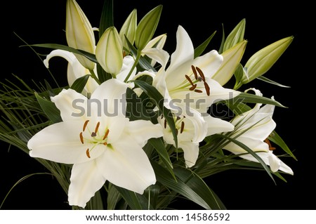 stock photo : White Lily
