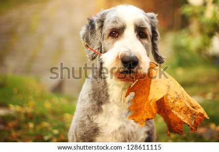 Autumn dog