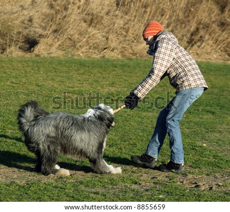 Dog, bearded collie, and girl having a great fight over the precious stick