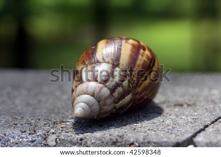 Shell from giant snail or helix