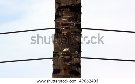 Electricity wires connected in a palm tree