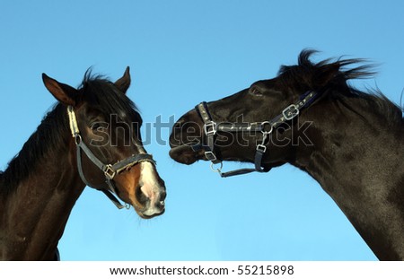 Two black horses of which one is bored