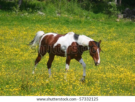 Beautiful pinto horse in a field with yellow flowers