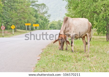 Cows on the side of a road
