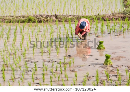 Farmers are planting rice A staple food in Thailand.