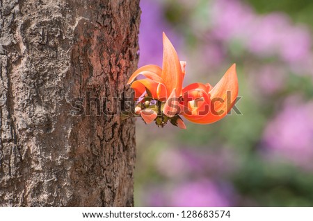 Flame of the forest,Butea monosperma O.Ktze, Leguminosae-Papilio noideae