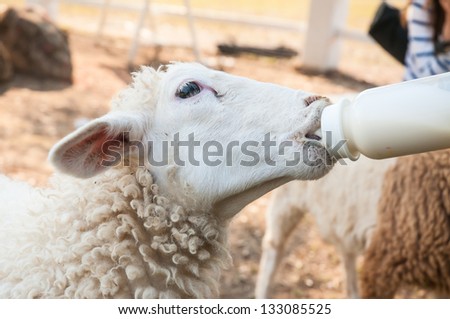 grazier feeding with milk from a bottle of young lambs