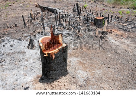 Slash and burn cultivation, rainforest cut and burned to plant crops, Thailand