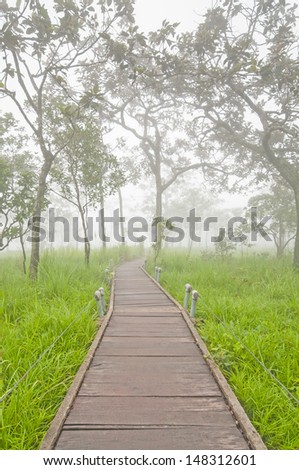 Way in fog forest, forest in fog