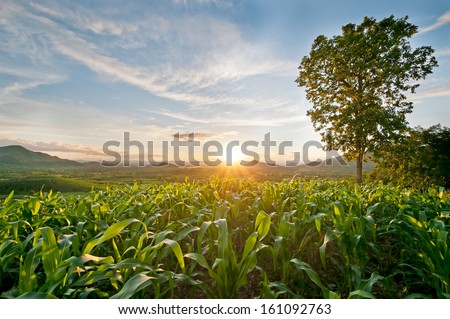 Sunset At The Corn Field