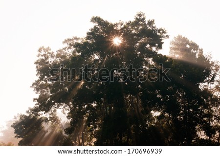 Beams of morning sun filtering through the tree and fog.