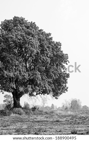 abstract black and white landscape with lonely tree