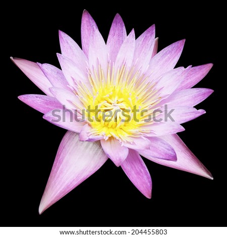 Lotus isolated on black with clipping path.