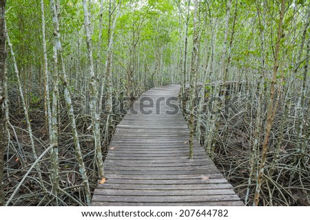 forest mangrove